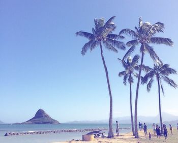 Palm trees on beach