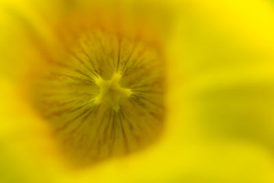 Close-up of yellow flower