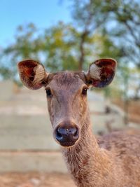 Portrait of deer