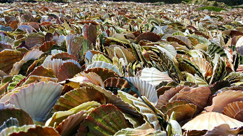 Full frame shot of leaves