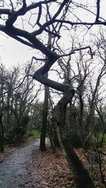 Bare trees against sky