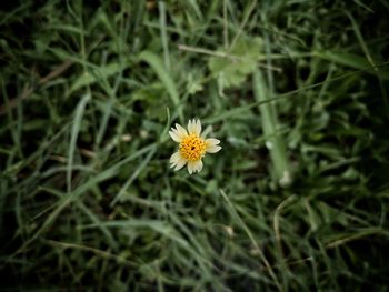 High angle view of yellow daisy blooming on field