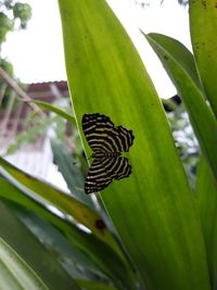 Close-up of butterfly on leaf