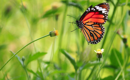 Close-up of butterfly pollinating on flower