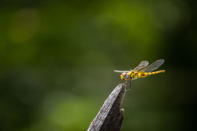 Close-up of insect on wood