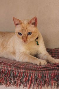 Portrait of cat relaxing on bed at home