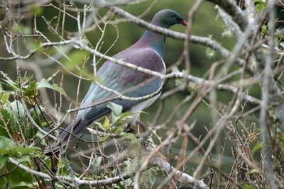 Close-up of bird perching on branch