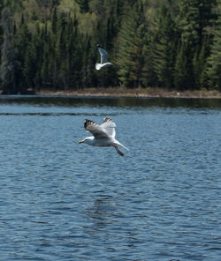 Bird flying over lake
