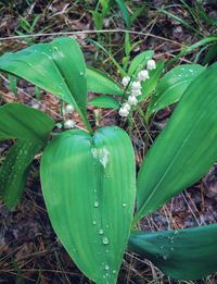 Close-up of fresh green plants in water