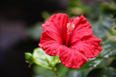 Close-up of red flower blooming outdoors