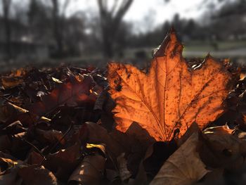 Close-up of fallen maple leaves during autumn