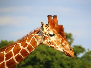 Close-up of giraffe against sky