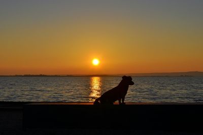 Silhouette dog sitting at beach against sky during sunset