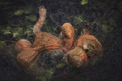 High angle view of stuffed toy on tree trunk in forest