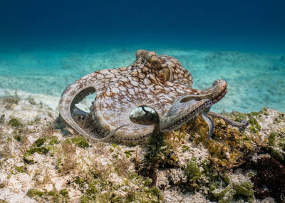 View of fish  in sea