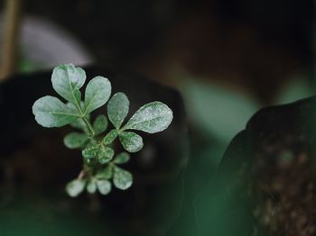 Close-up of plant leaves on field