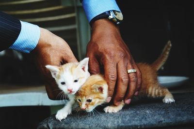 Cropped hands of man holding kittens on retaining wall