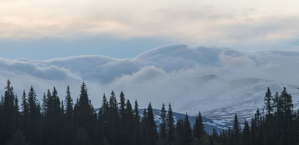 Panoramic view of forest against cloudy sky