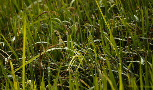 Full frame shot of crops growing on field