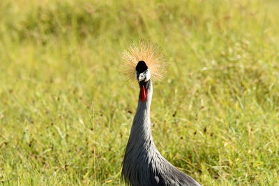 Close-up of a bird on field