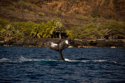 View of horse in sea