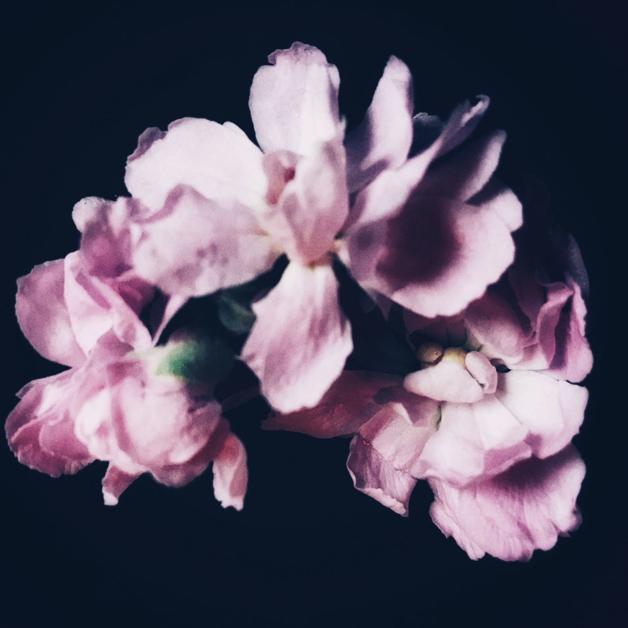 CLOSE-UP OF PINK FLOWERING PLANT AGAINST BLACK BACKGROUND