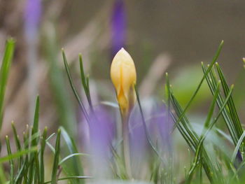 Close-up of purple crocus flowers on field