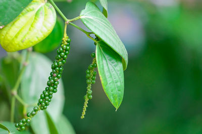 Close-up of raindrops on plant