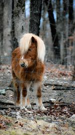 Close-up of horse standing on field