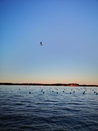 Birds flying over sea against clear sky