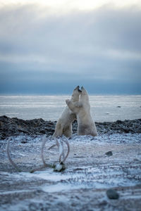 Two polar bears sparring by caribou antlers