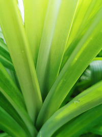 Detail shot of green leaf