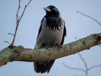 Low angle view of bird perching on branch against sky