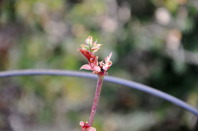 Close-up of rose leaves sprouting in spring 