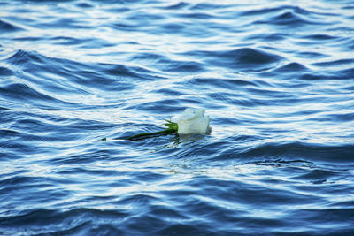 High angle view of a floating on the sea