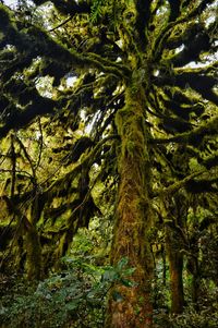 Low angle view of trees in forest