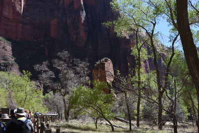 Tourists on tree