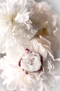 Close-up of white roses