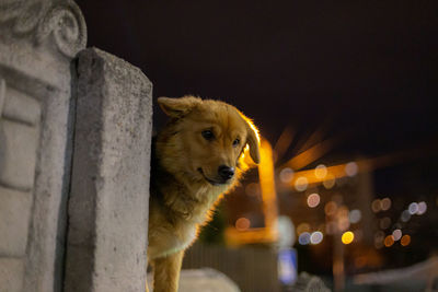 animal
