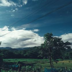 Low angle view of trees and plants against sky