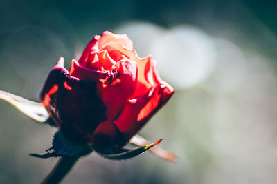Close-up of red flower against blurred background