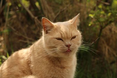 Close-up of a cat looking away