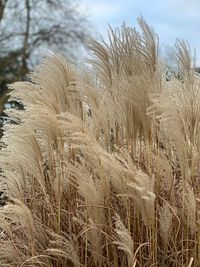 View of stalks in field against sky