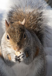 Close-up of squirrel