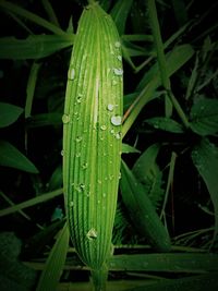 Close-up of green leaves