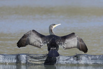 Bird flying over lake