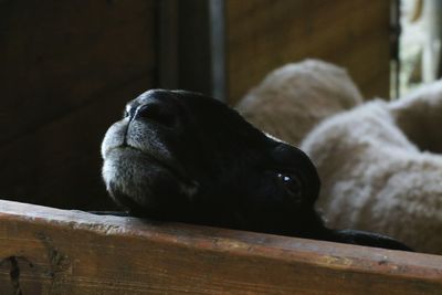 Close-up of cat relaxing on wood