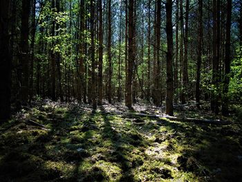 Trees in forest