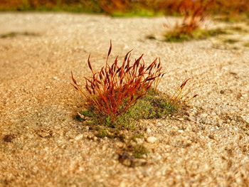 Close-up of a lizard on the ground