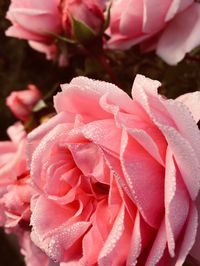 Close-up of pink rose blooming outdoors